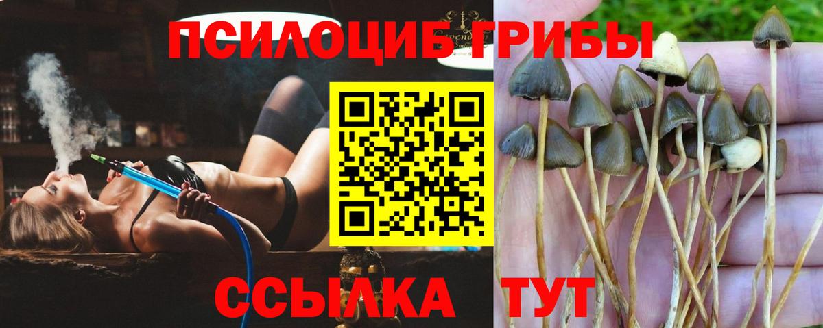 Кемерово  Галлюциногенные грибы Cubensis  Вход с VPN 